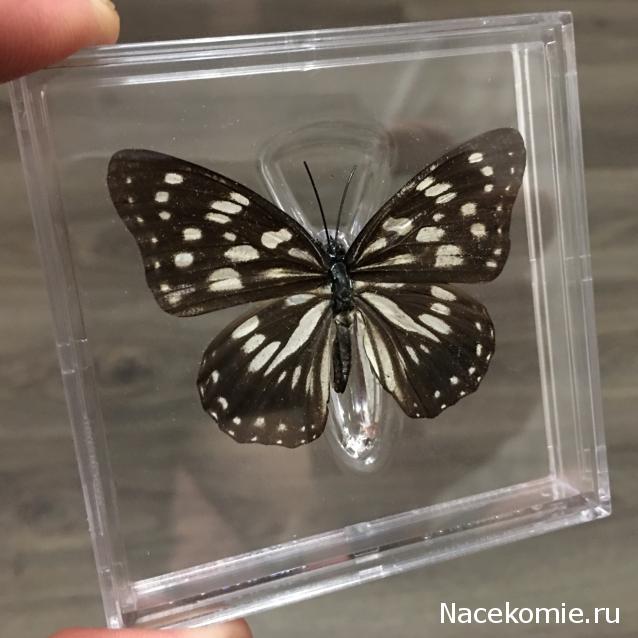 Удивительные Бабочки №6 - Гестина Персимилис