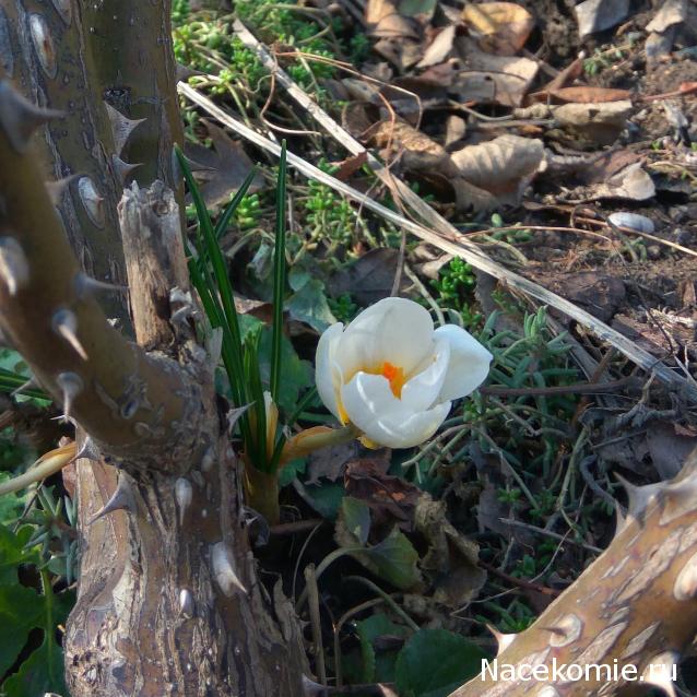 Eva1949 - Дом мечты-души моей воспоминания; 1Abrikoska - Мой гостеприимный дом