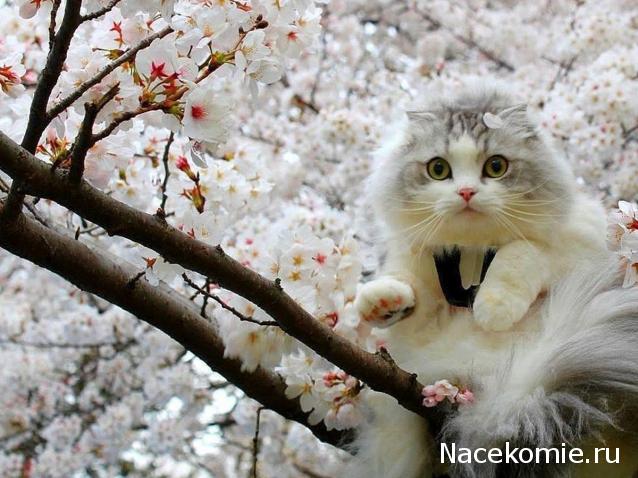 Eva1949 - Дом мечты-души моей воспоминания; 1Abrikoska - Мой гостеприимный дом