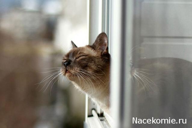 Тракторная болталка