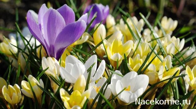 Eva1949 - Дом мечты-души моей воспоминания; 1Abrikoska - Мой гостеприимный дом