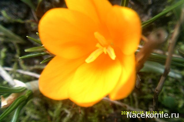 Eva1949 - Дом мечты-души моей воспоминания; 1Abrikoska - Мой гостеприимный дом