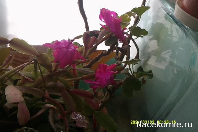 Eva1949 - Дом мечты-души моей воспоминания; 1Abrikoska - Мой гостеприимный дом