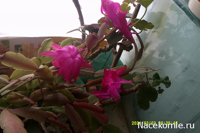 Eva1949 - Дом мечты-души моей воспоминания; 1Abrikoska - Мой гостеприимный дом