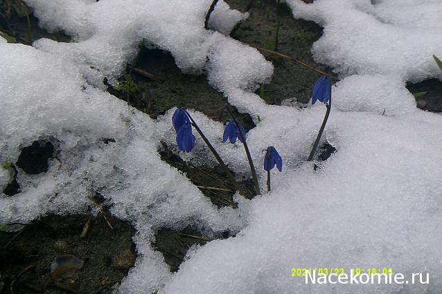 Eva1949 - Дом мечты-души моей воспоминания; 1Abrikoska - Мой гостеприимный дом