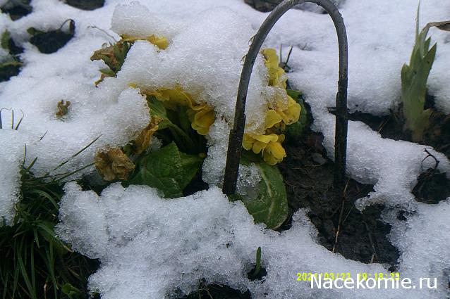 Eva1949 - Дом мечты-души моей воспоминания; 1Abrikoska - Мой гостеприимный дом