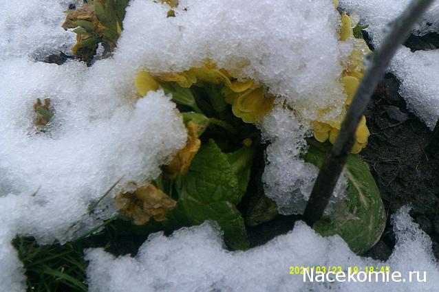 Eva1949 - Дом мечты-души моей воспоминания; 1Abrikoska - Мой гостеприимный дом