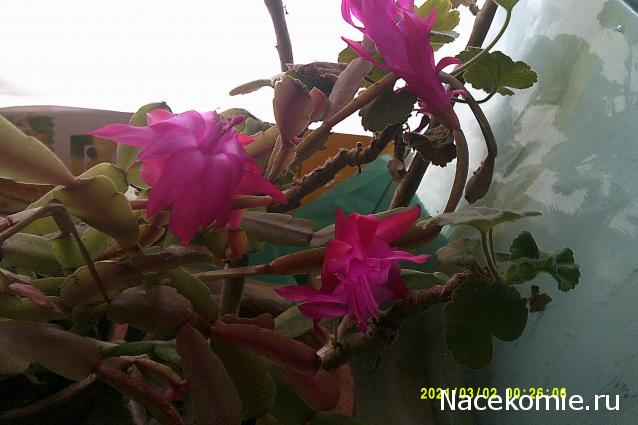 Eva1949 - Дом мечты-души моей воспоминания; 1Abrikoska - Мой гостеприимный дом