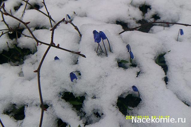 Eva1949 - Дом мечты-души моей воспоминания; 1Abrikoska - Мой гостеприимный дом