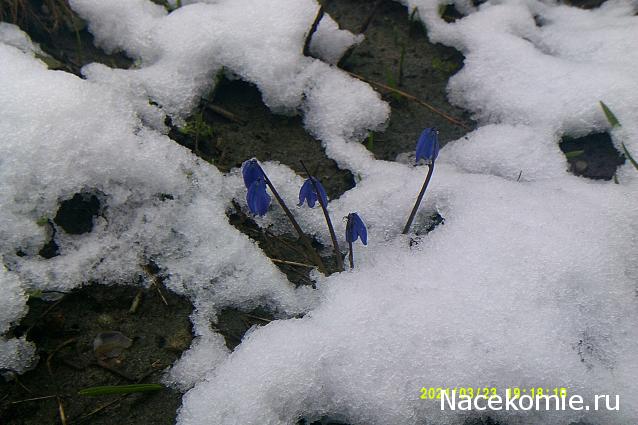 Eva1949 - Дом мечты-души моей воспоминания; 1Abrikoska - Мой гостеприимный дом
