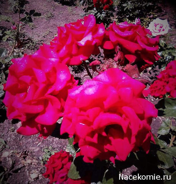 Rosinka07 - Домики бабушек