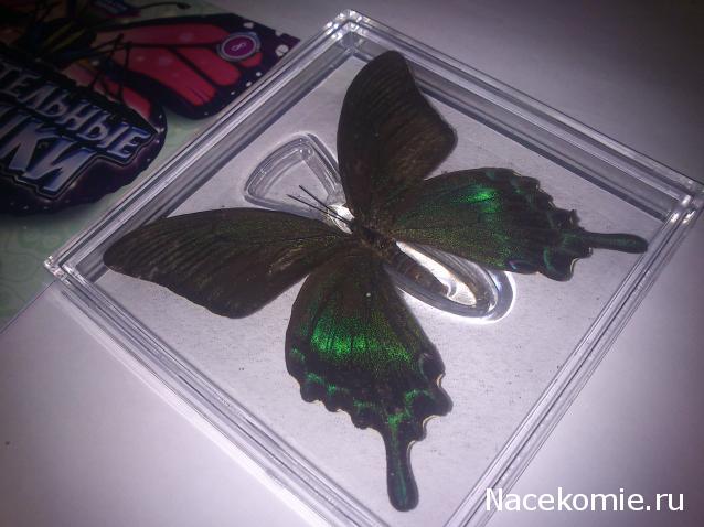 Удивительные Бабочки №8 - Парусник Маака