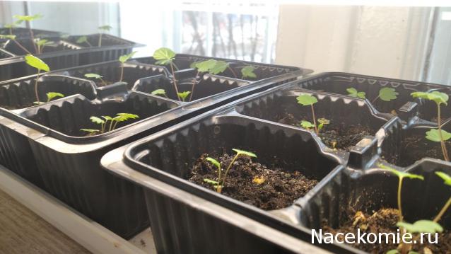 Тракторная болталка