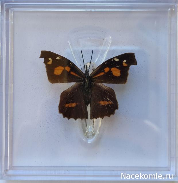 Удивительные Бабочки №11 - Носатка Листовидная