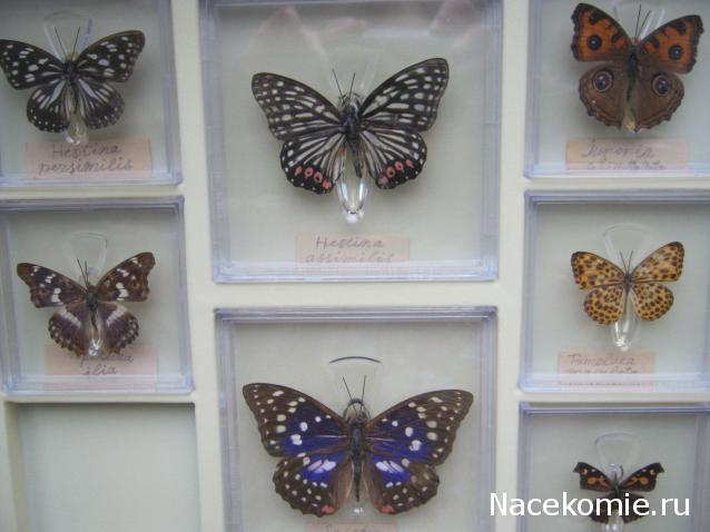 Удивительные Бабочки №11 - Носатка Листовидная