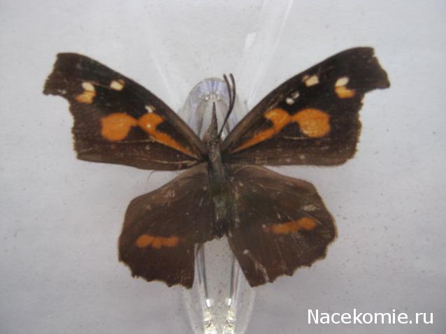 Удивительные Бабочки №11 - Носатка Листовидная