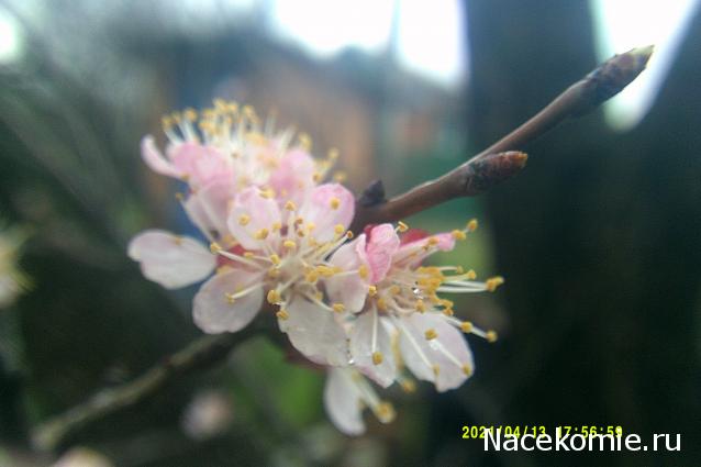 Eva1949 - Дом мечты-души моей воспоминания; 1Abrikoska - Мой гостеприимный дом