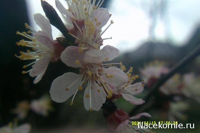 Eva1949 - Дом мечты-души моей воспоминания; 1Abrikoska - Мой гостеприимный дом