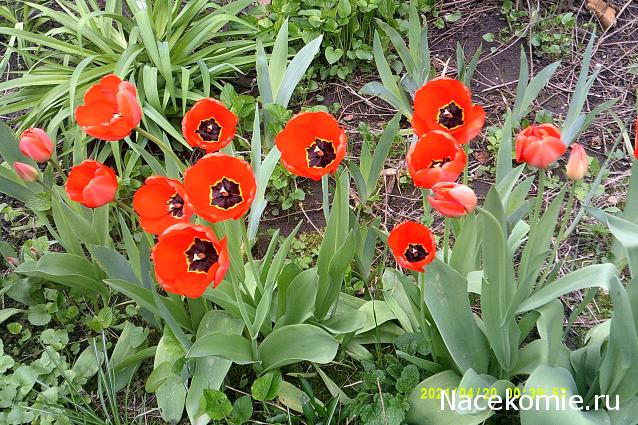 Eva1949 - Дом мечты-души моей воспоминания; 1Abrikoska - Мой гостеприимный дом