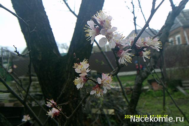 Eva1949 - Дом мечты-души моей воспоминания; 1Abrikoska - Мой гостеприимный дом