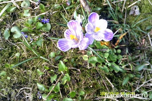 Eva1949 - Дом мечты-души моей воспоминания; 1Abrikoska - Мой гостеприимный дом