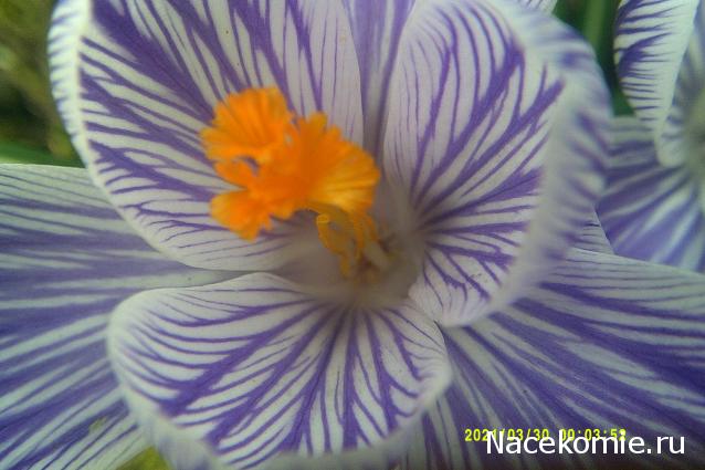 Eva1949 - Дом мечты-души моей воспоминания; 1Abrikoska - Мой гостеприимный дом