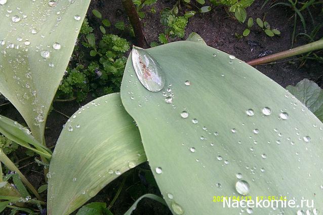 Eva1949 - Дом мечты-души моей воспоминания; 1Abrikoska - Мой гостеприимный дом