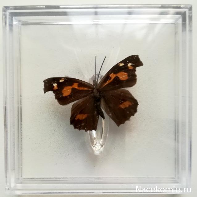 Удивительные Бабочки №11 - Носатка Листовидная