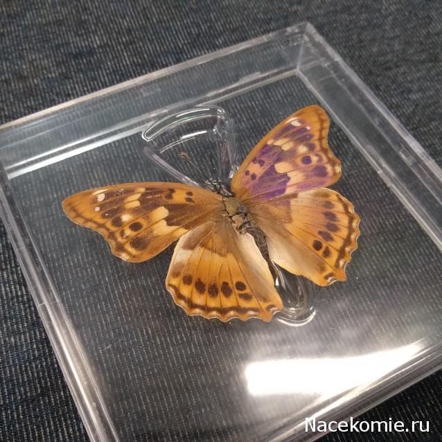 Удивительные Бабочки №10 - Переливница Тополёвая