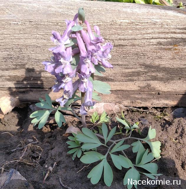 Eva1949 - Дом мечты-души моей воспоминания; 1Abrikoska - Мой гостеприимный дом