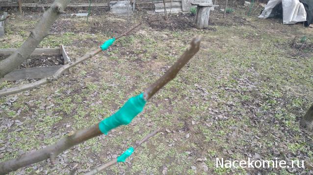 Eva1949 - Дом мечты-души моей воспоминания; 1Abrikoska - Мой гостеприимный дом