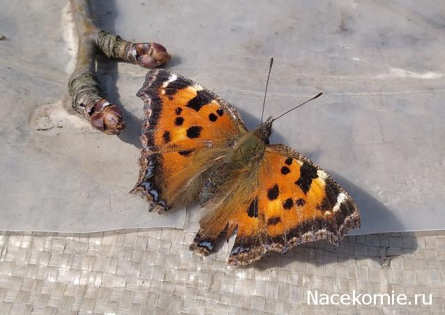 Eva1949 - Дом мечты-души моей воспоминания; 1Abrikoska - Мой гостеприимный дом