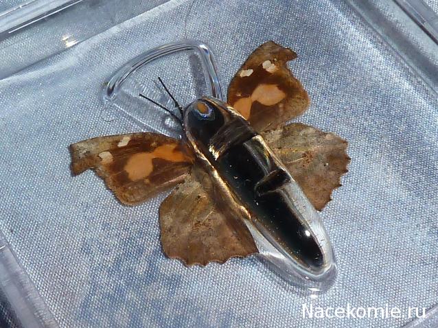 Удивительные Бабочки №11 - Носатка Листовидная