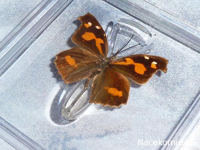 Удивительные Бабочки №11 - Носатка Листовидная