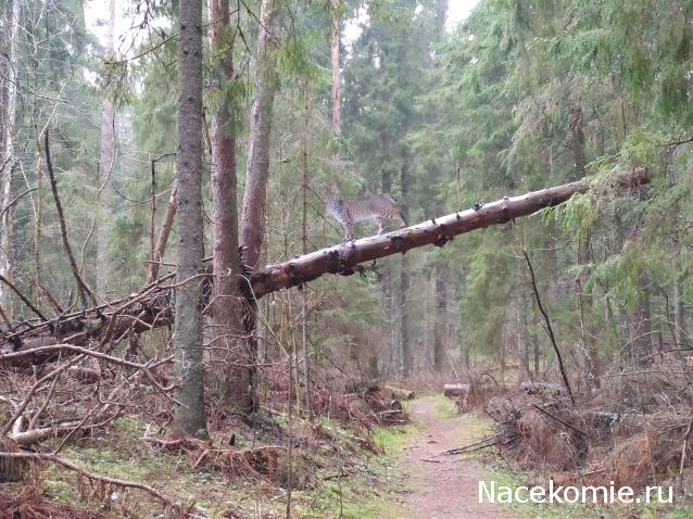 Тракторная болталка