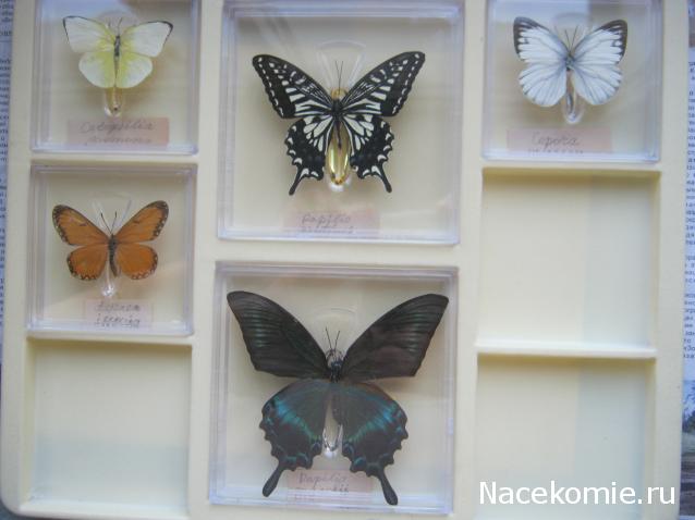 Удивительные Бабочки №14 - Акрея Иссория