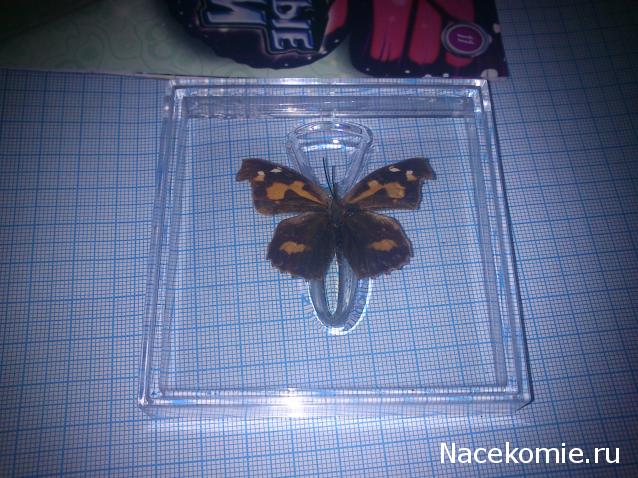 Удивительные Бабочки №11 - Носатка Листовидная