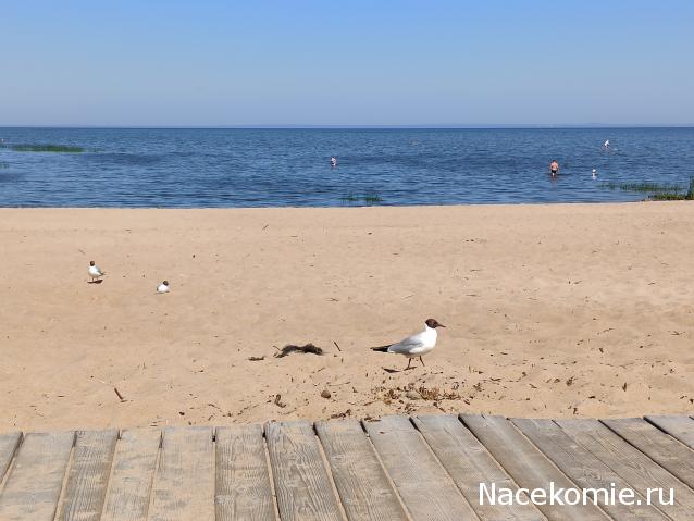 Тракторная болталка