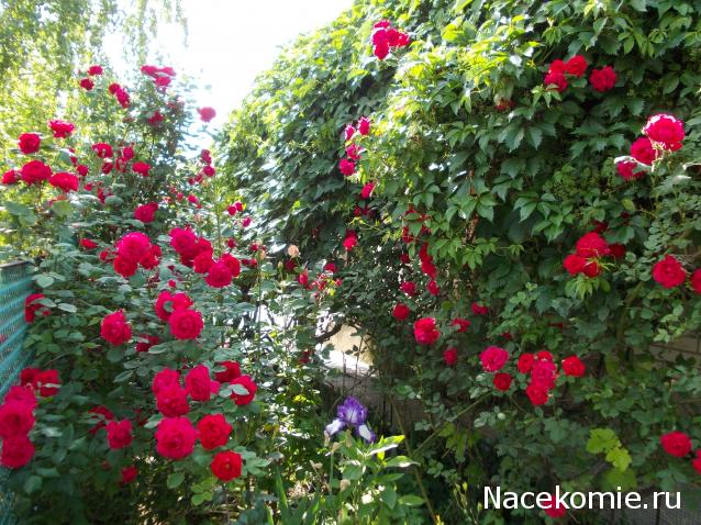 Eva1949 - Дом мечты-души моей воспоминания; 1Abrikoska - Мой гостеприимный дом