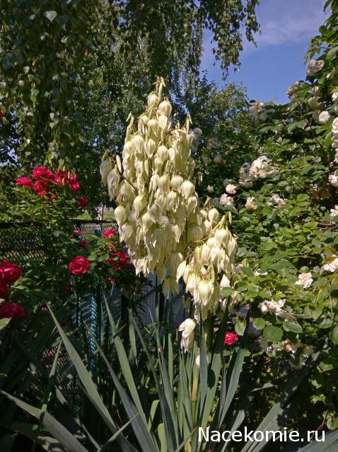 Eva1949 - Дом мечты-души моей воспоминания; 1Abrikoska - Мой гостеприимный дом