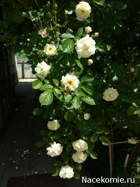 Eva1949 - Дом мечты-души моей воспоминания; 1Abrikoska - Мой гостеприимный дом