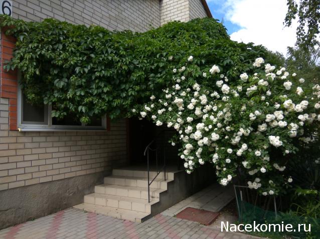 Eva1949 - Дом мечты-души моей воспоминания; 1Abrikoska - Мой гостеприимный дом