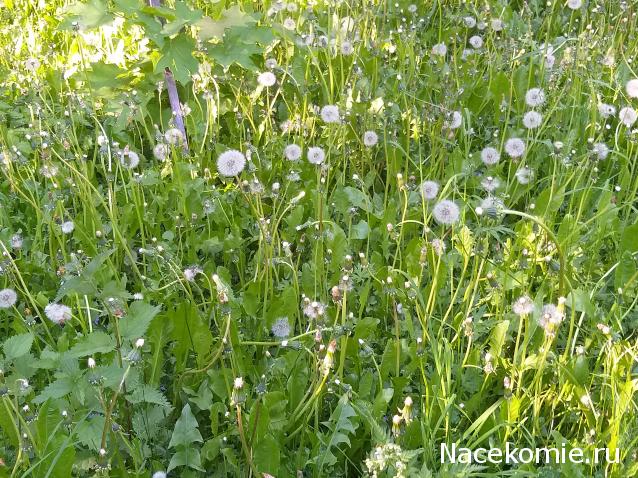 Eva1949 - Дом мечты-души моей воспоминания; 1Abrikoska - Мой гостеприимный дом