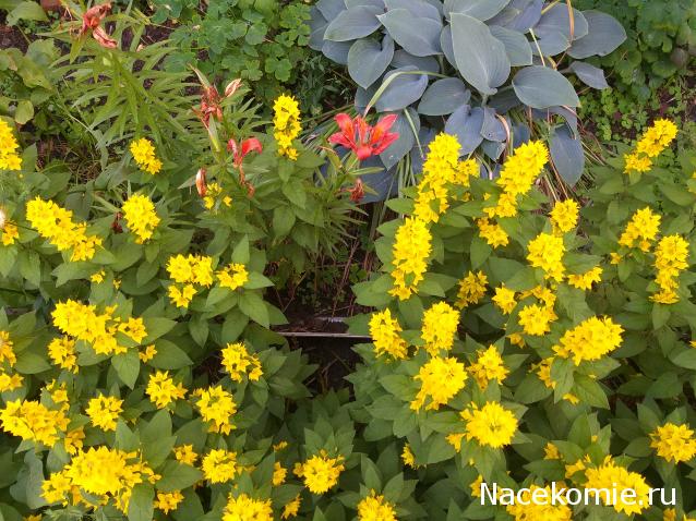 Eva1949 - Дом мечты-души моей воспоминания; 1Abrikoska - Мой гостеприимный дом