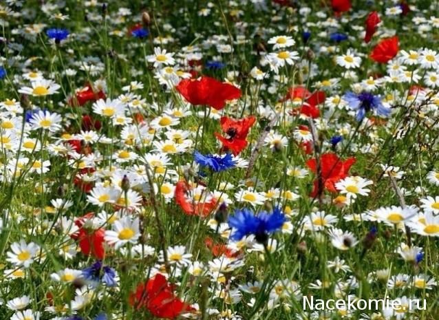 Куклы в Костюмах Народов Мира - Болтушки со всего Света