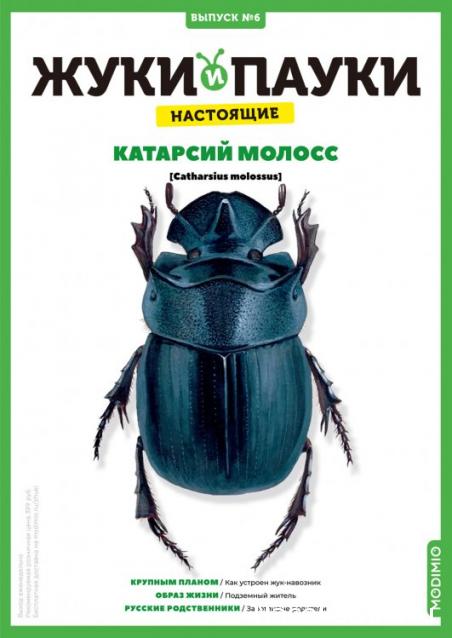 Жуки и Пауки №6 - Катарсий Молосс