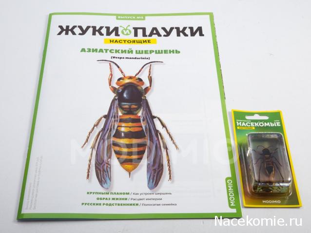 Жуки и Пауки №5 - Азиатский Шершень