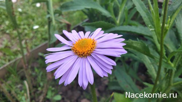 Eva1949 - Дом мечты-души моей воспоминания; 1Abrikoska - Мой гостеприимный дом