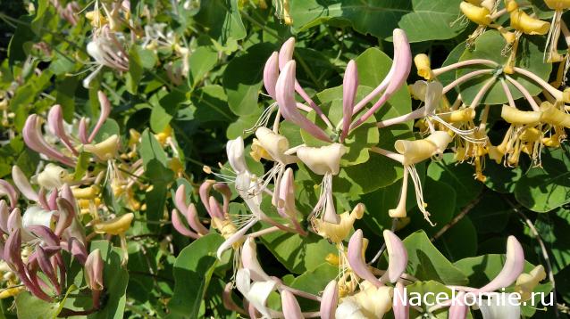 Eva1949 - Дом мечты-души моей воспоминания; 1Abrikoska - Мой гостеприимный дом