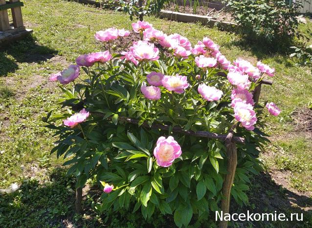 Eva1949 - Дом мечты-души моей воспоминания; 1Abrikoska - Мой гостеприимный дом